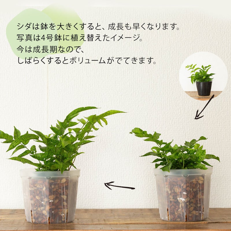 コニオグランメ・エメイエンシスの植え替え